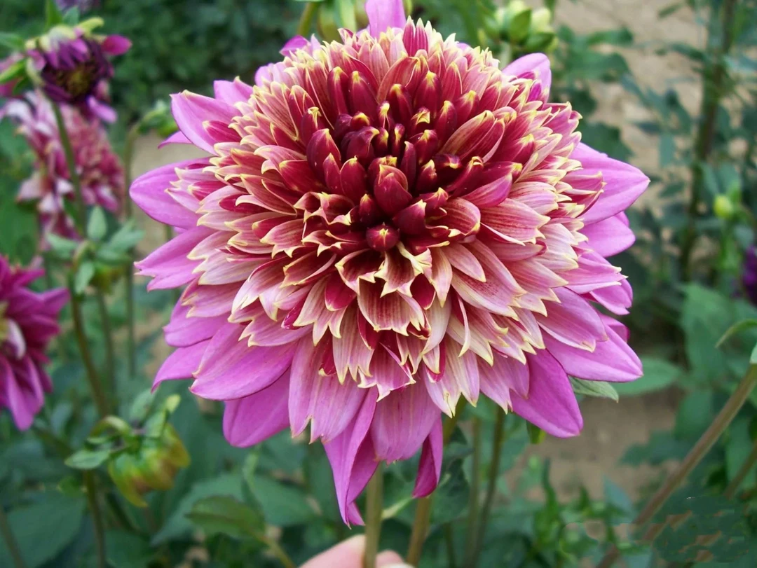 【漫波舞】进口多年生重瓣大丽花种球盆栽地栽送肥料