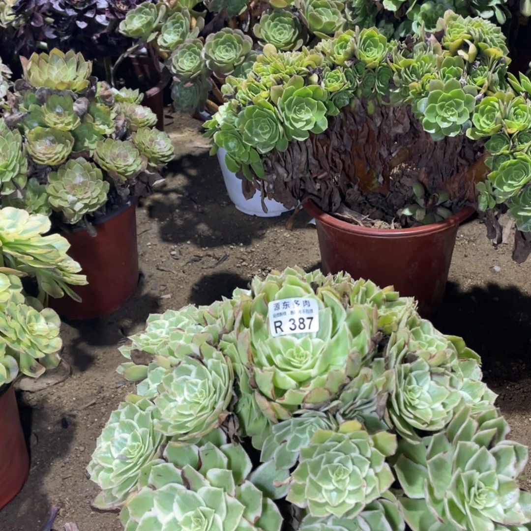 387粉海王多肉法师断枝不包