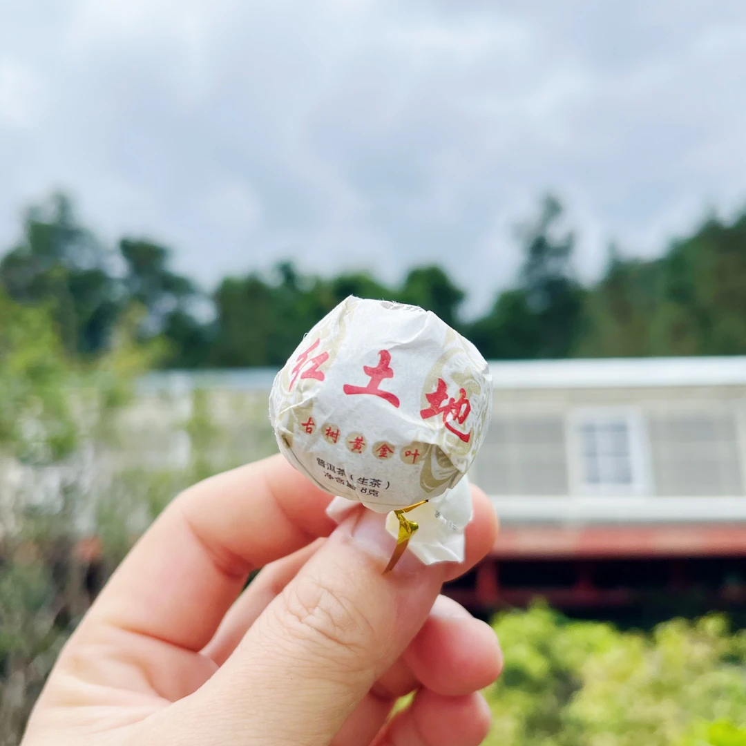 2025年 红土地古树黄金叶龙珠普洱茶生茶