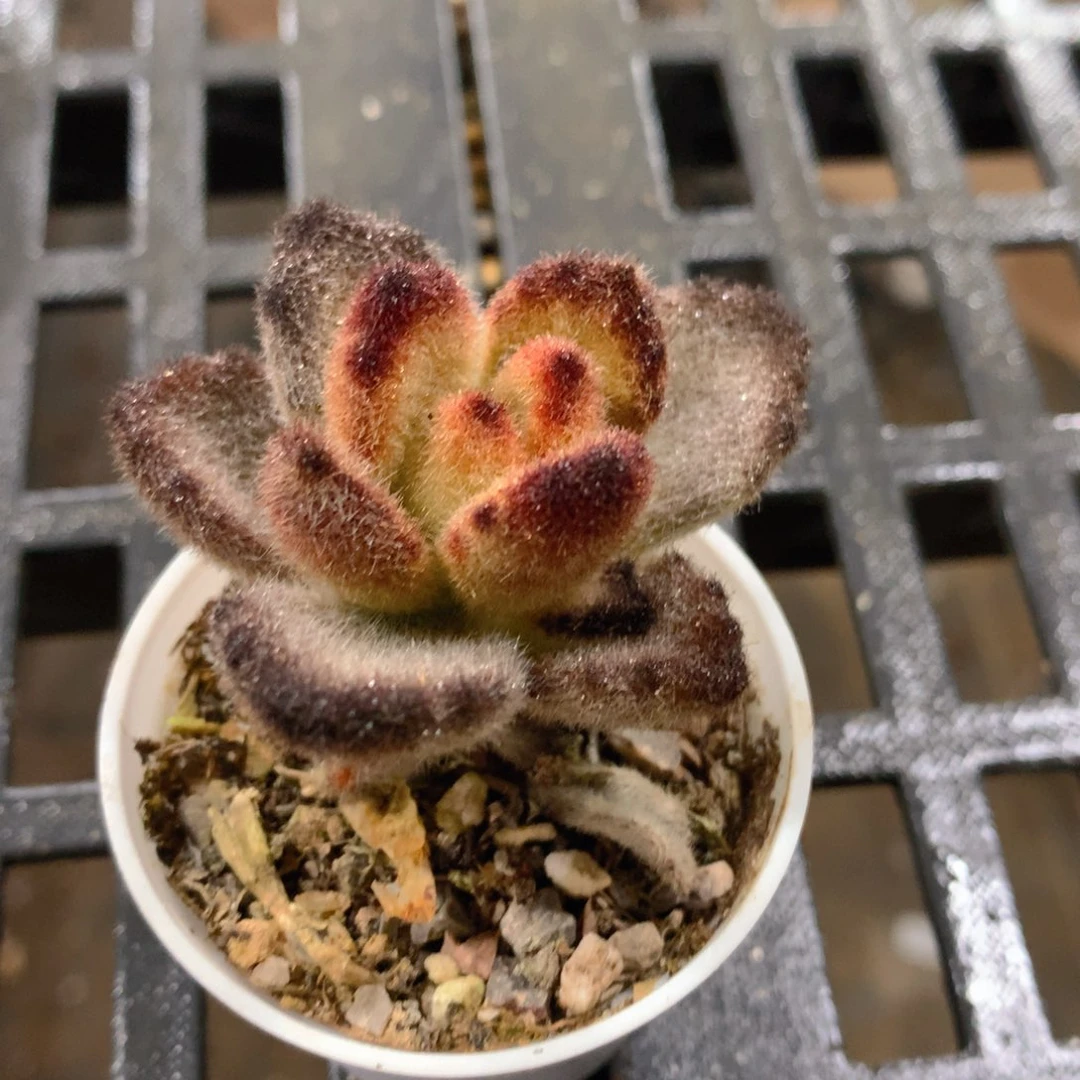 肉萌萌精控多肉 5cm盆量拍 泰迪熊单头