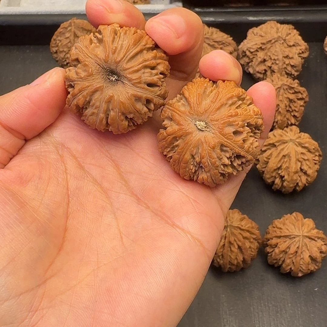 假***者核桃突突突突突突突突突突突