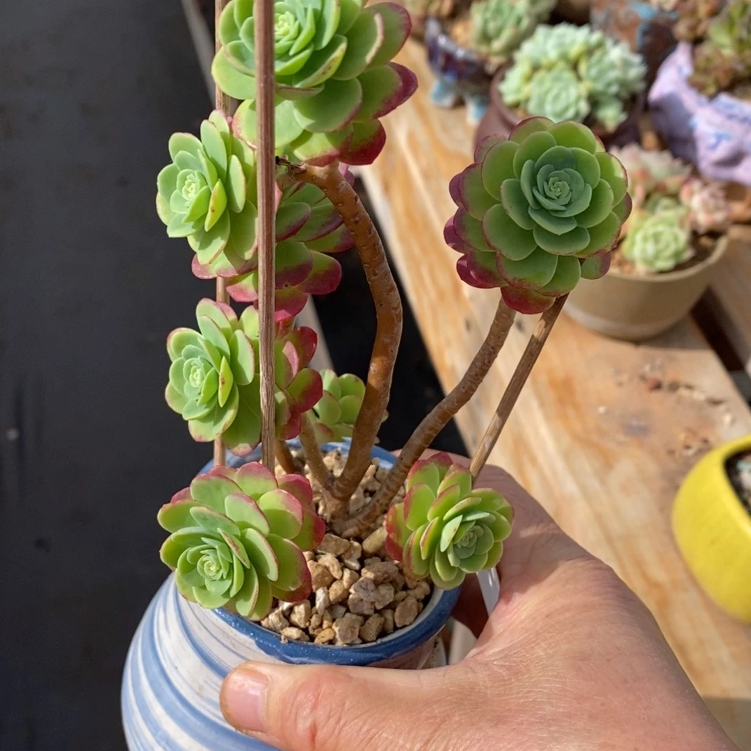 精品多肉一物一拍不包整161