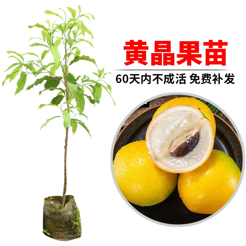 黄晶果苗四季黄金果树苗雅美果盆栽亚美果地栽黄金果加蜜蛋黄果苗