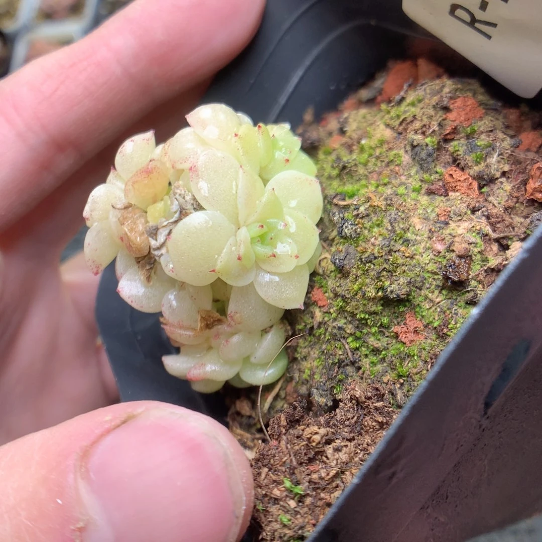 R189y y y y y y y y