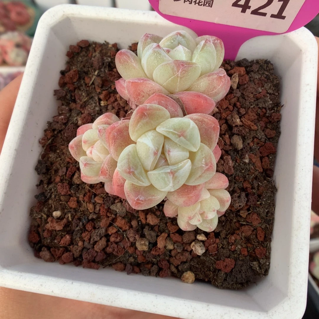 421奶油冰玉多肉植物