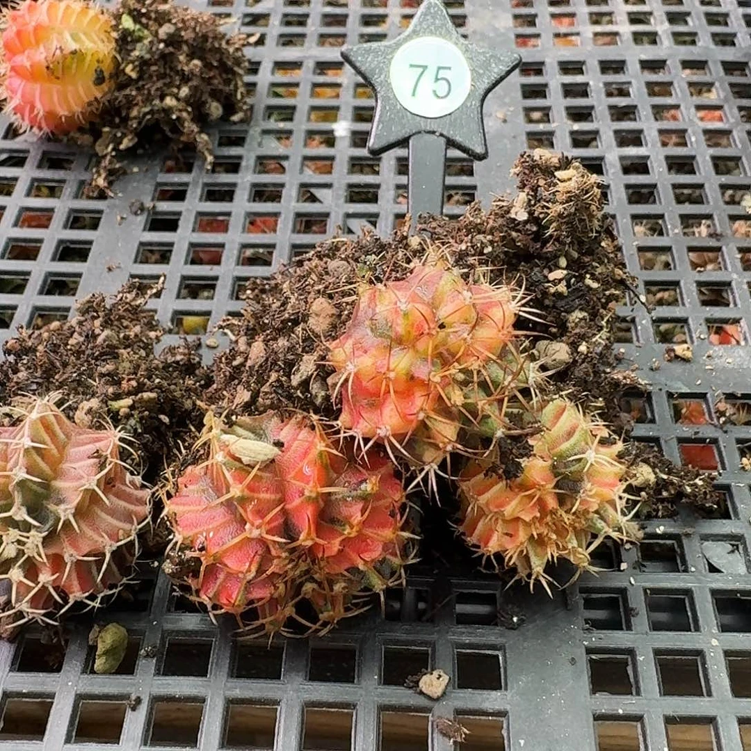流***莲米哈实生自然锦75