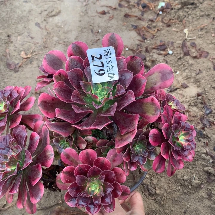 279美杜莎大手捧1