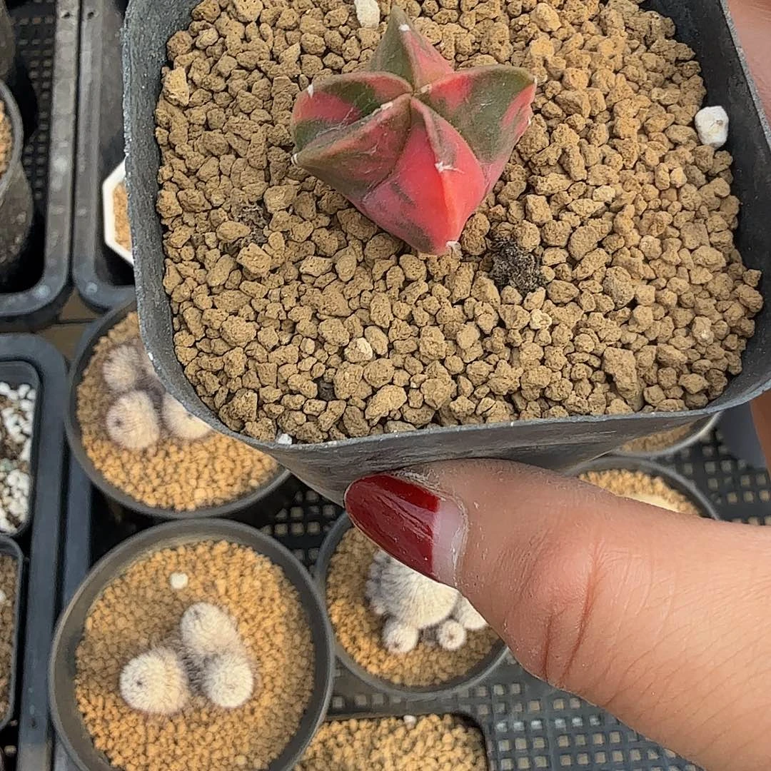 露***露实生鸾凤玉锦带盆发货