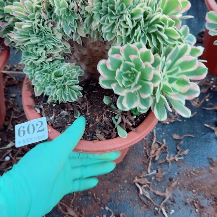 602白凤缀化多肉植物满28包邮