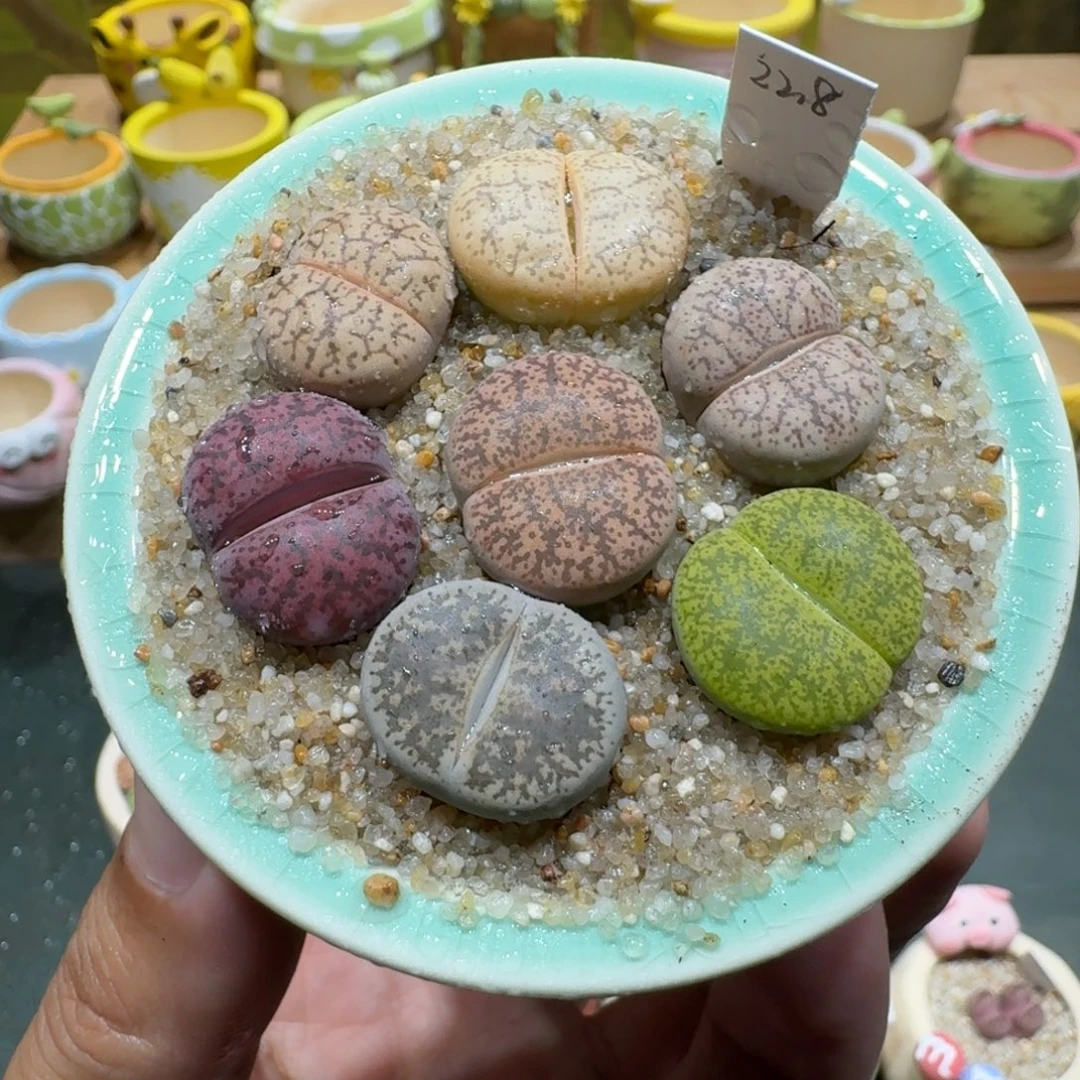 蘑菇1132f2咫尺之遥彩拼