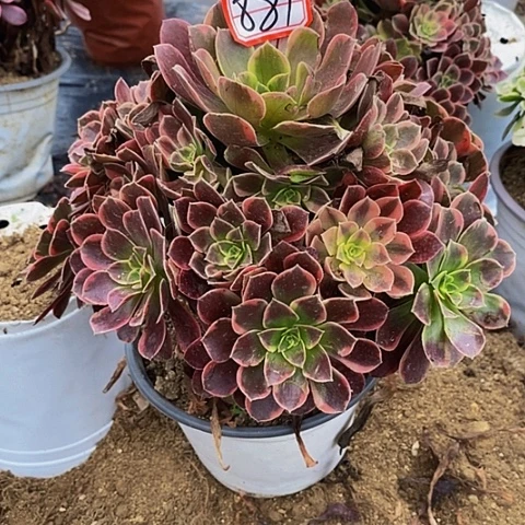 篮***篮金丝雀老桩捧花881号