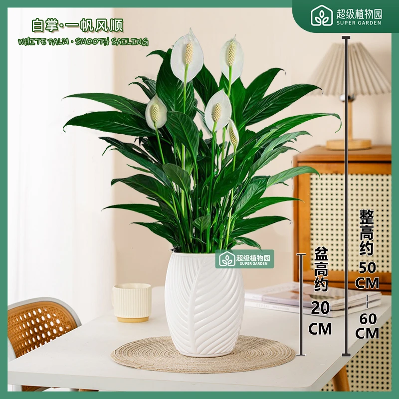 白掌花卉绿植一帆风顺室内盆栽客厅办公室净化空气四季开花植物