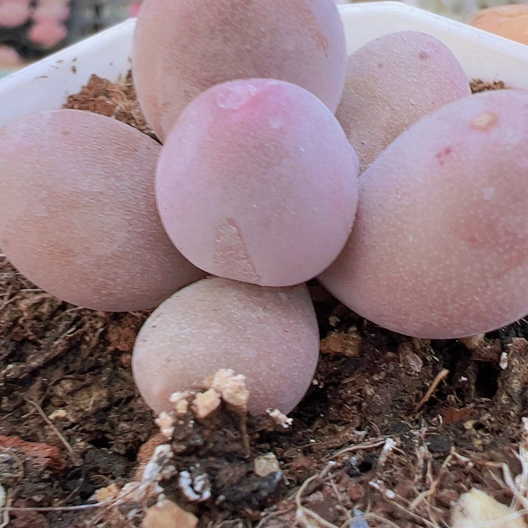 米可奶19包邮多肉植物