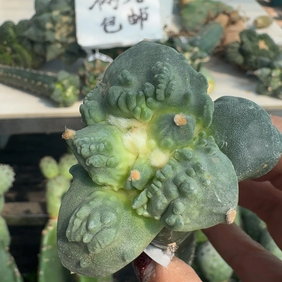【闪购商品】无花朵栗源怒涛满叶怒383