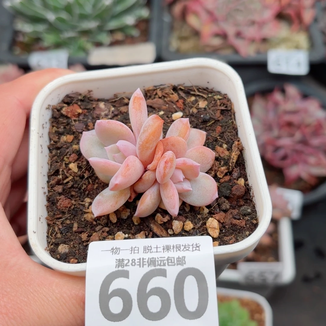 奶茶双头无盆土发货