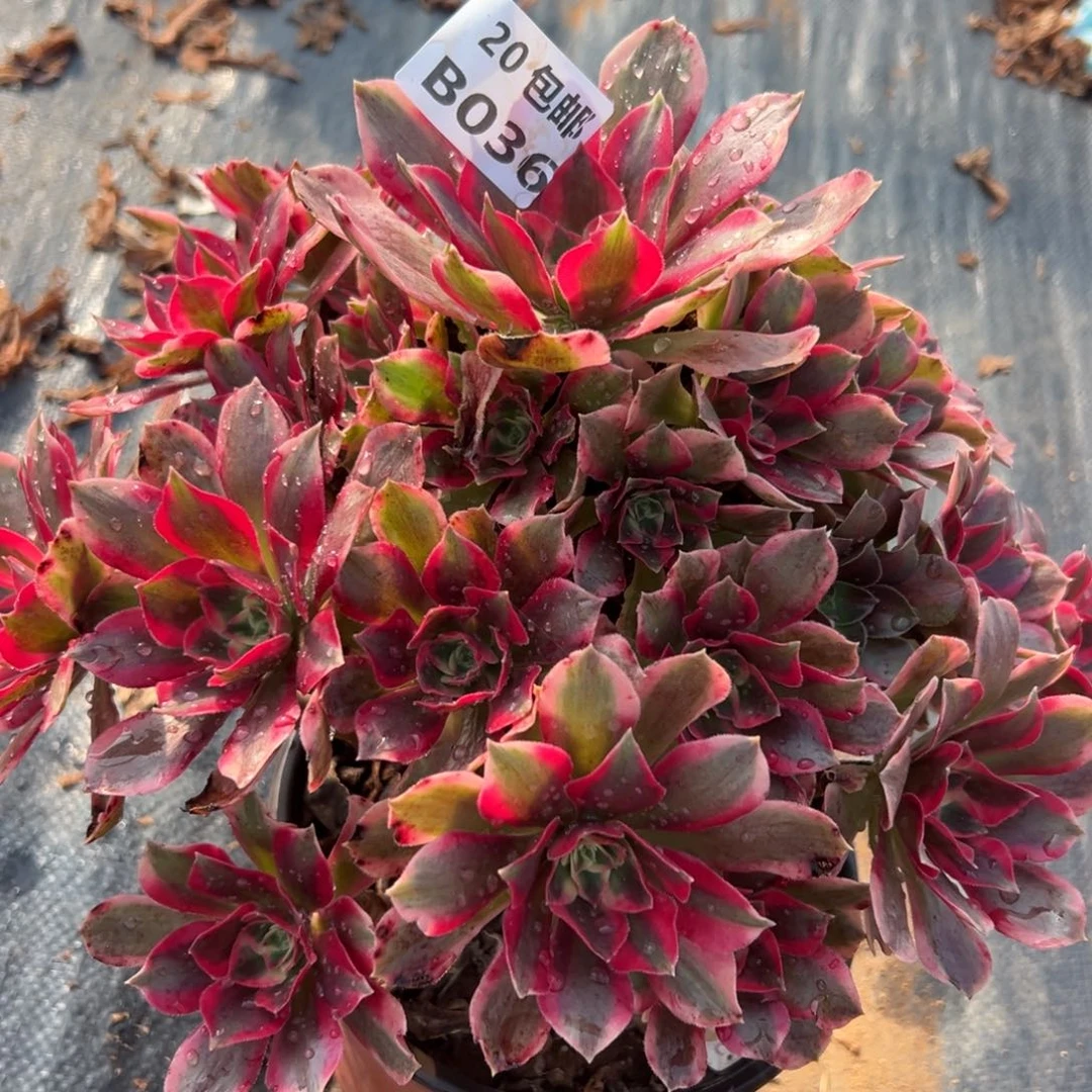 039妖月，多肉法师