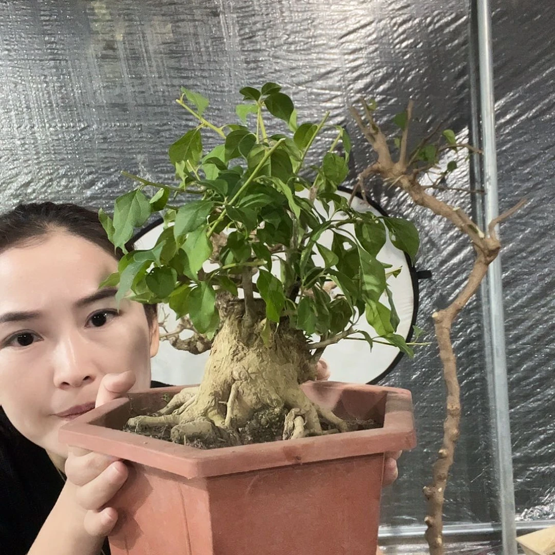 当前无花栽培后可以开花