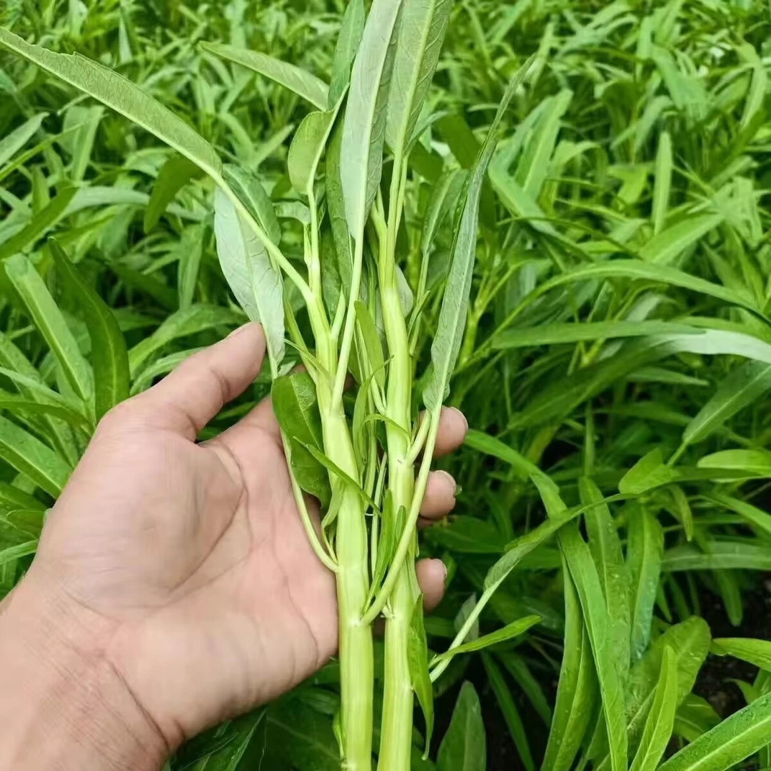 【潮汕陈老三】潮汕本地蔬菜+农家空心菜3斤+新鲜现摘顺丰省内包邮