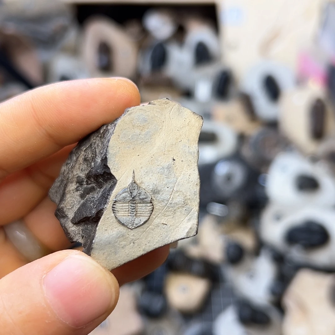 古生物线头虫一枚