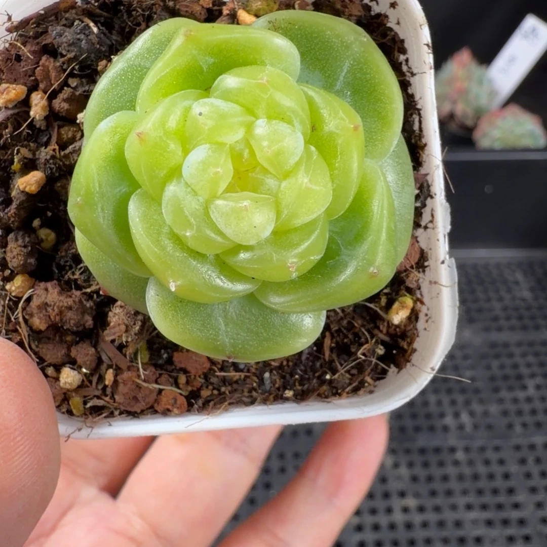 珍妮种播优选单头241号