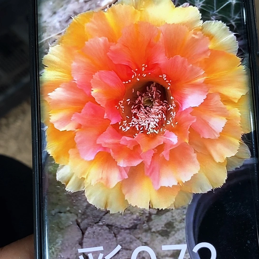 彩 072/侧芽歪20包邮/5公分