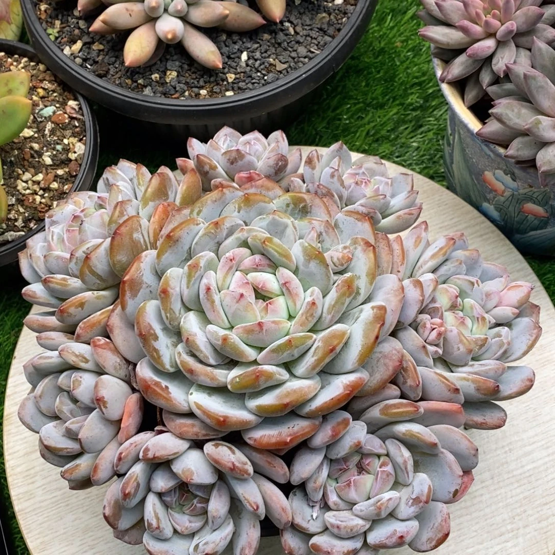 手捧星影多肉植物