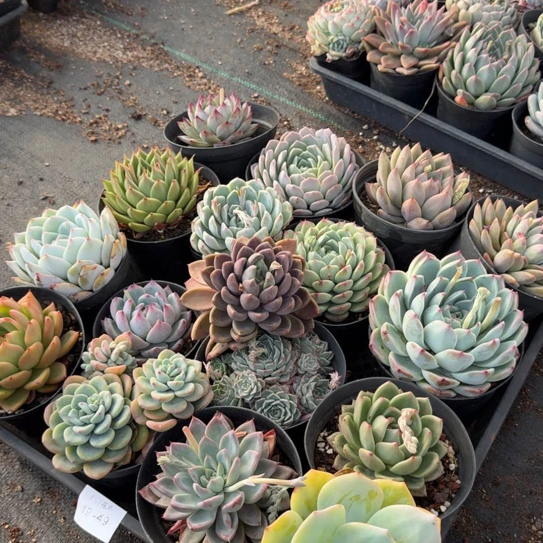 19-43保底16颗大的量拍