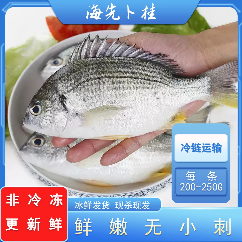 1.5斤3条上鲜活黄翅现杀冰鲜发货