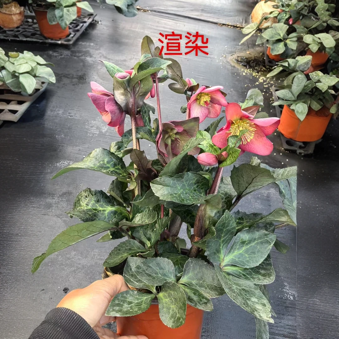 铁筷子耐寒植物盆栽花苗庭院阳台开花花卉鲜花