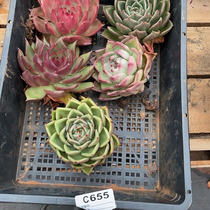 若如东云单拍C656