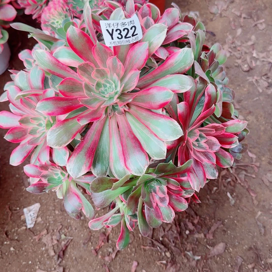 浣纱法师322冠幅28