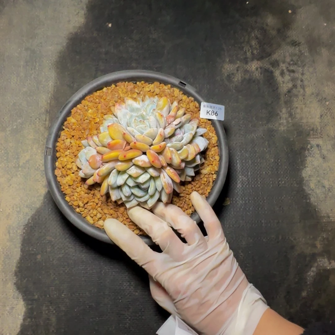 k k k k k k k k k k 86