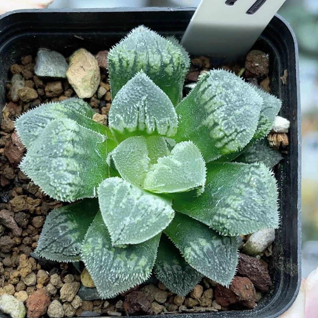 79实生寿福利专场