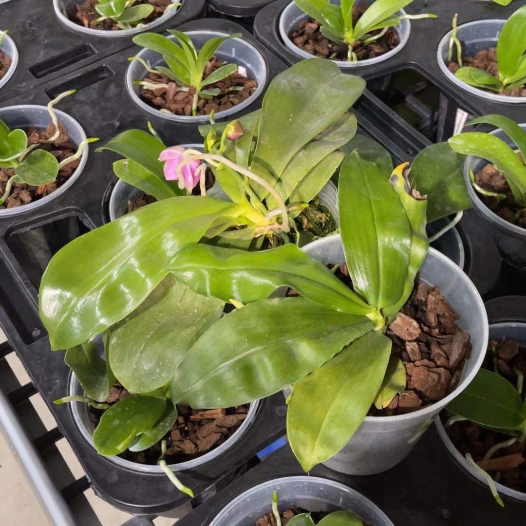 完全开放蝴蝶兰蝴蝶兰