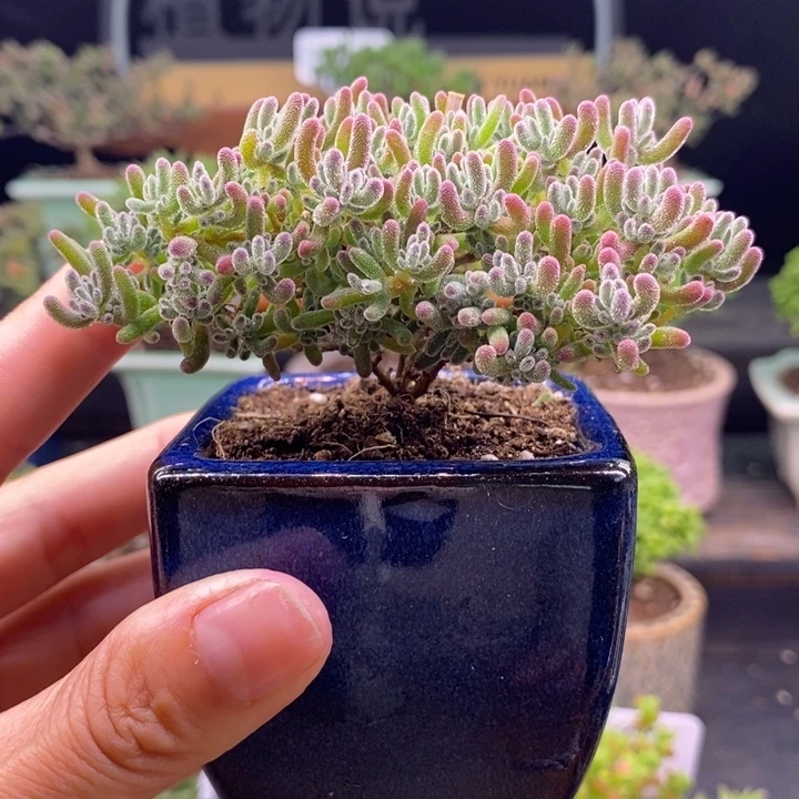 无花朵90微盆景冰晶。