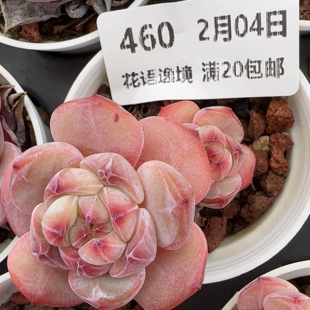 花语逸镜0204-460