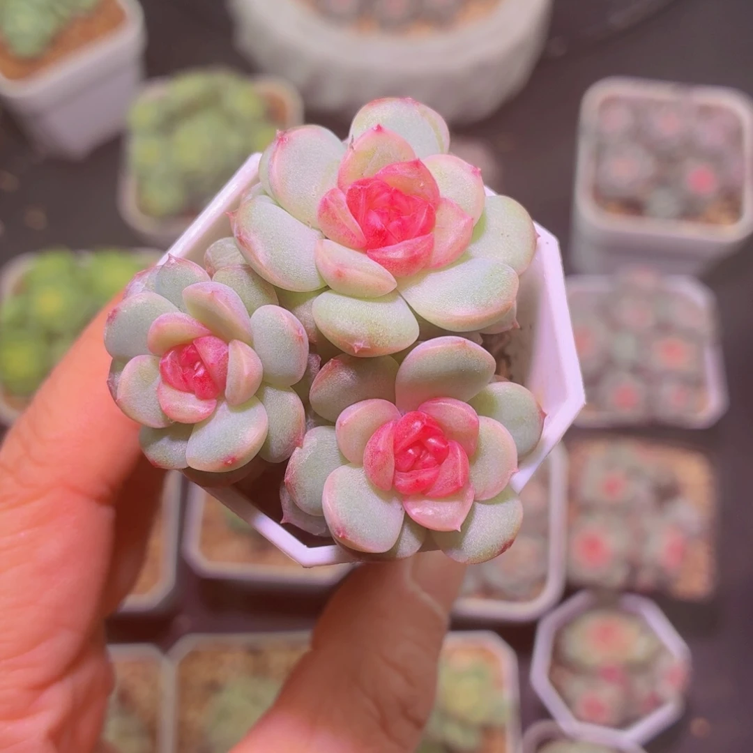 琴心多肉植物特价