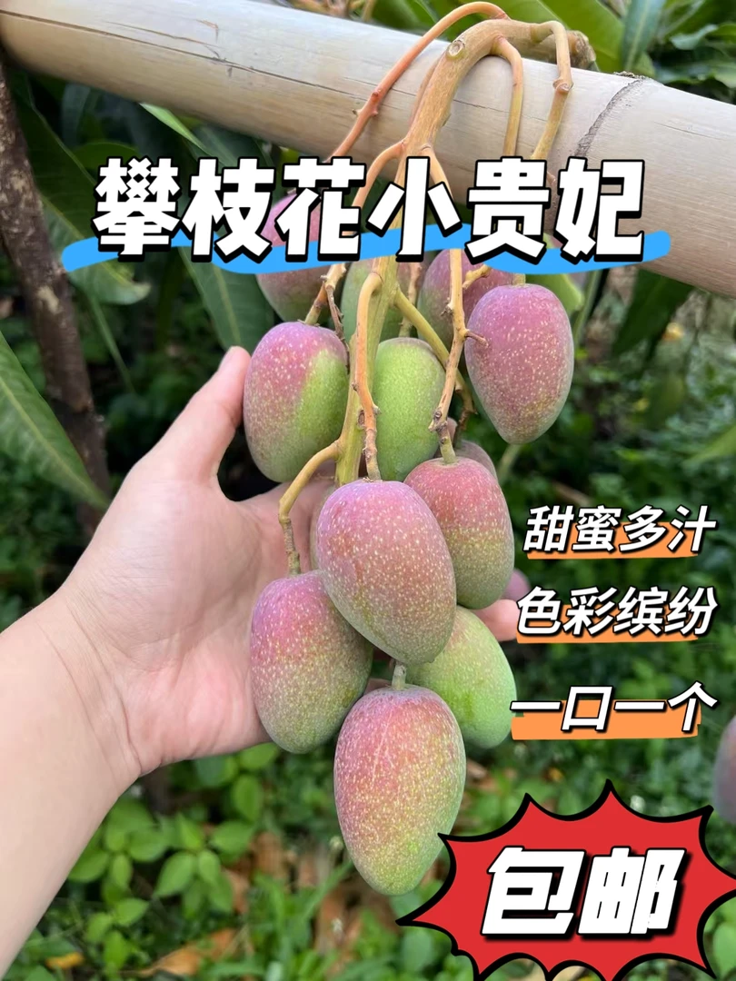 攀枝花高山小贵妃拇指芒皮薄核小超甜应季新鲜水果