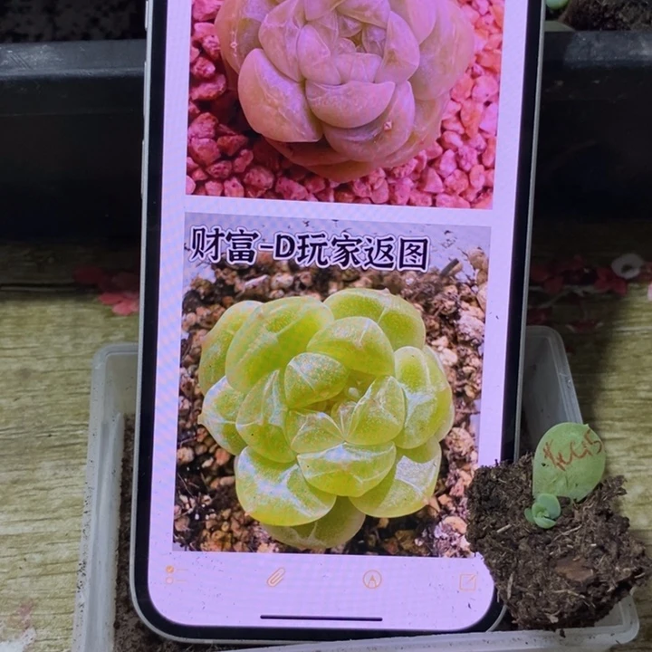 穴盘花开财富15芽苗一个