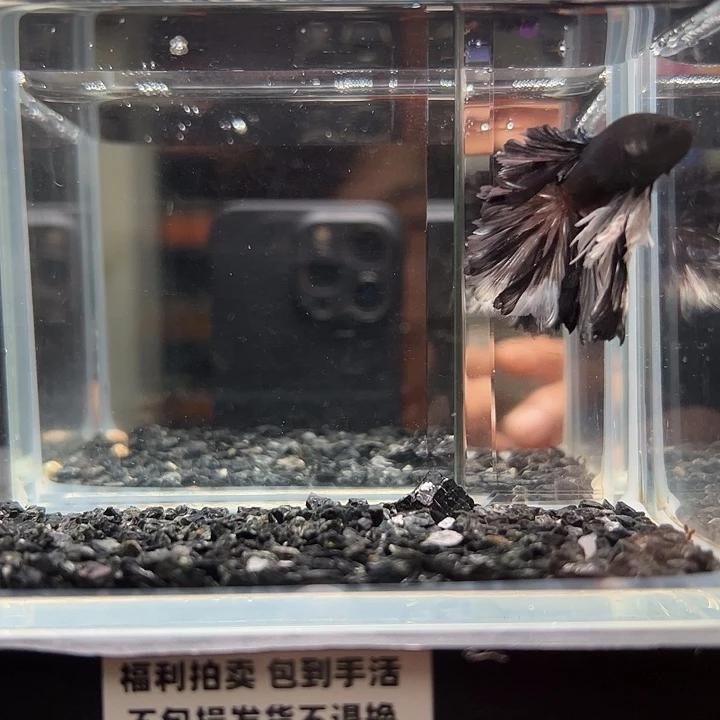 斗鱼竞拍跑单拉黑27日69