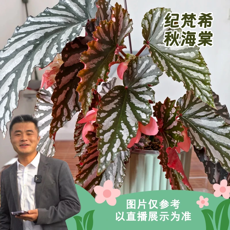 纪梵希秋海棠好养网红ins风带植物绿植花卉植物室内植物