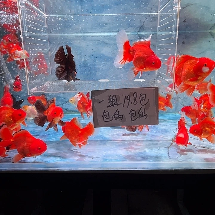 海水鱼短尾将军泰狮