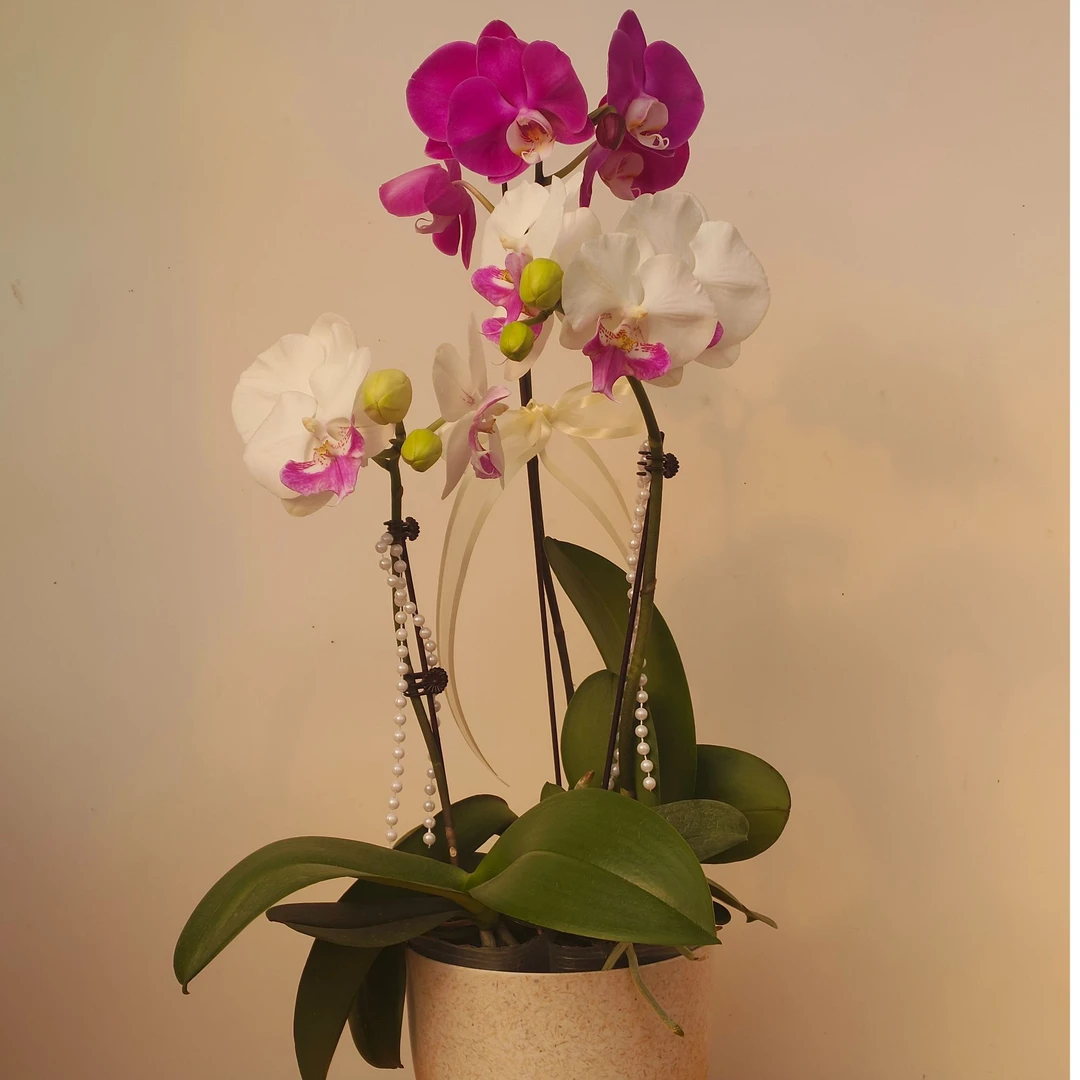 【佳人 情人节限定】蝴蝶兰组盆，情人节江浙沪同城次日达