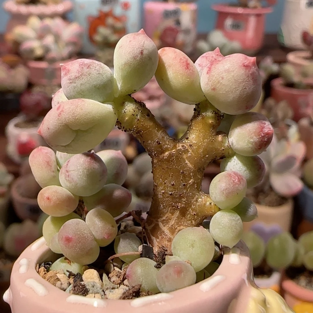 小树形仙女彩虹盆口2.5cm