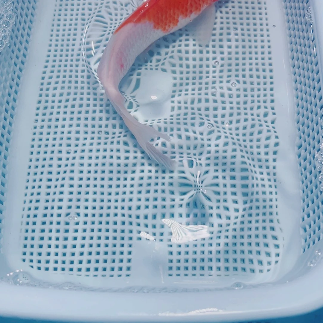 海水鱼锦鲤观赏鱼195