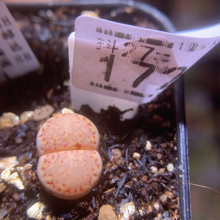 精品生石花27.172