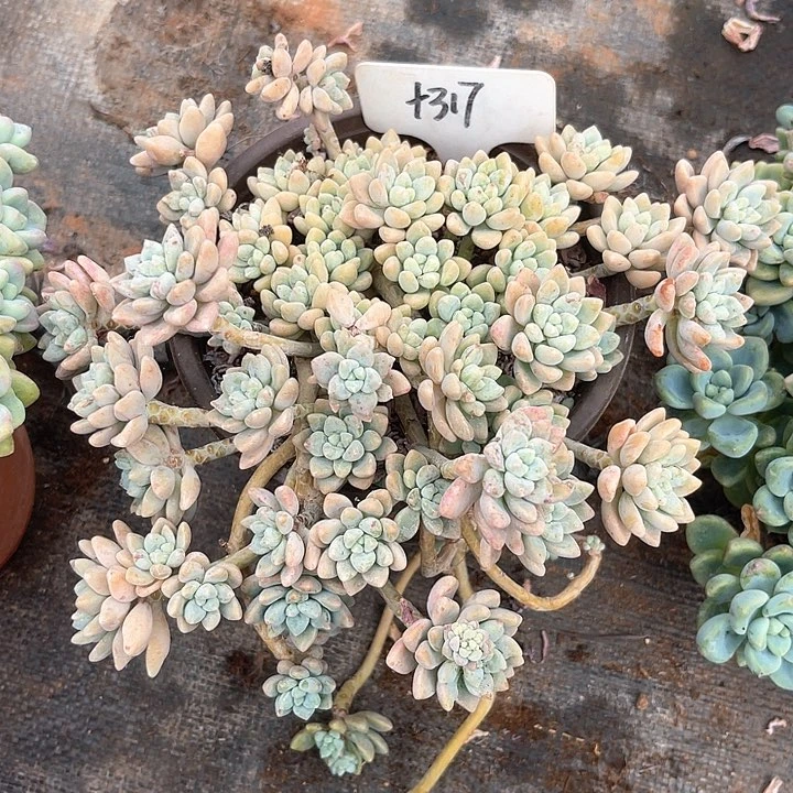 晨语肉肉，一物一拍317