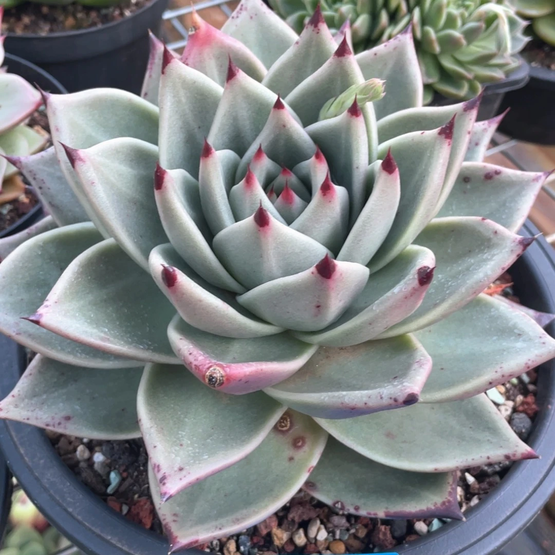 多肉植物多肉植物0671