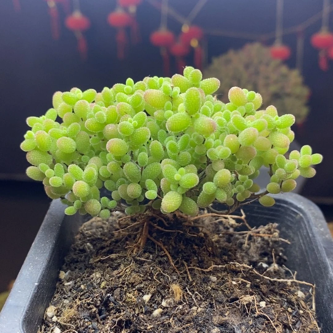 无花朵8号蜜橘糖球枝干