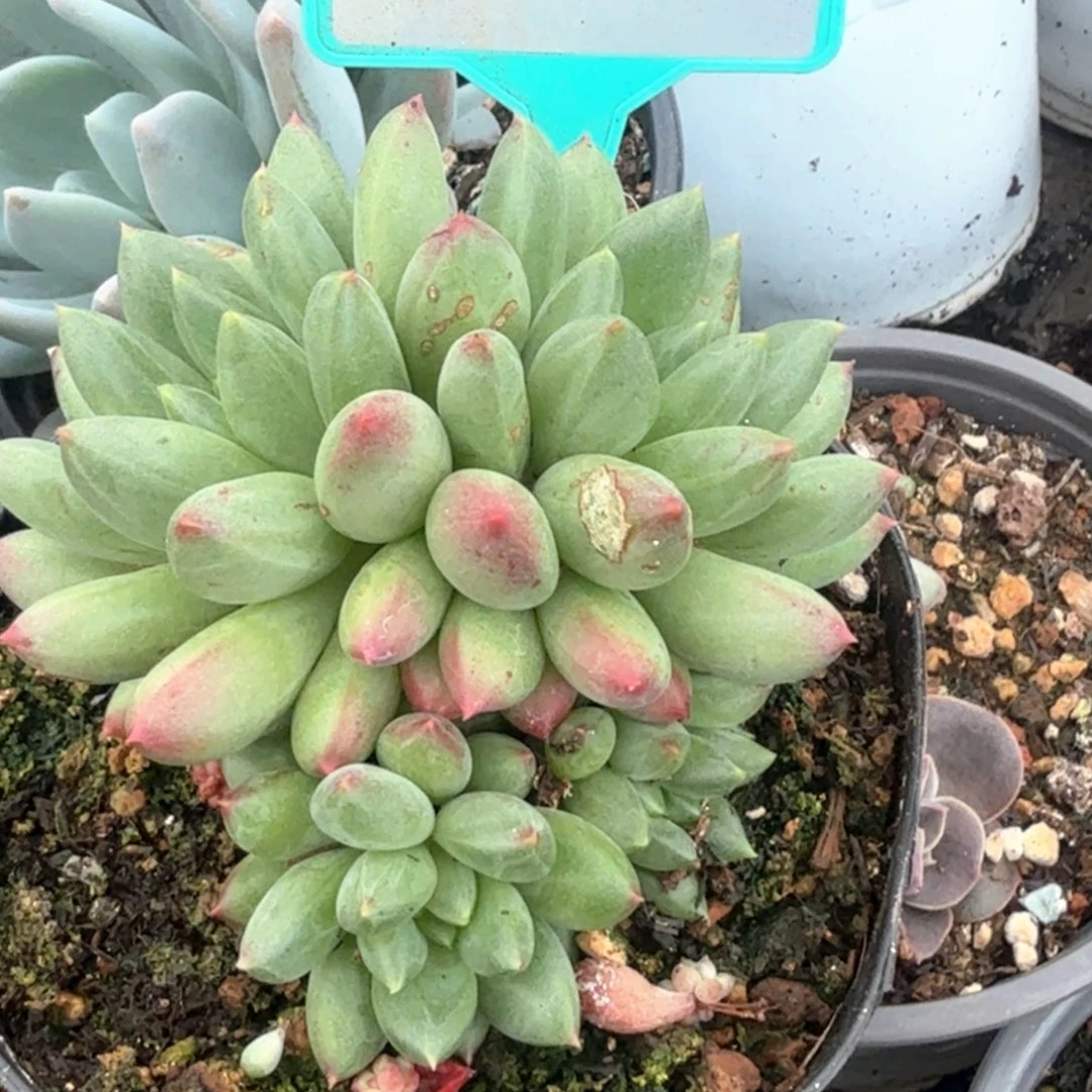 优选美人多肉植物399
